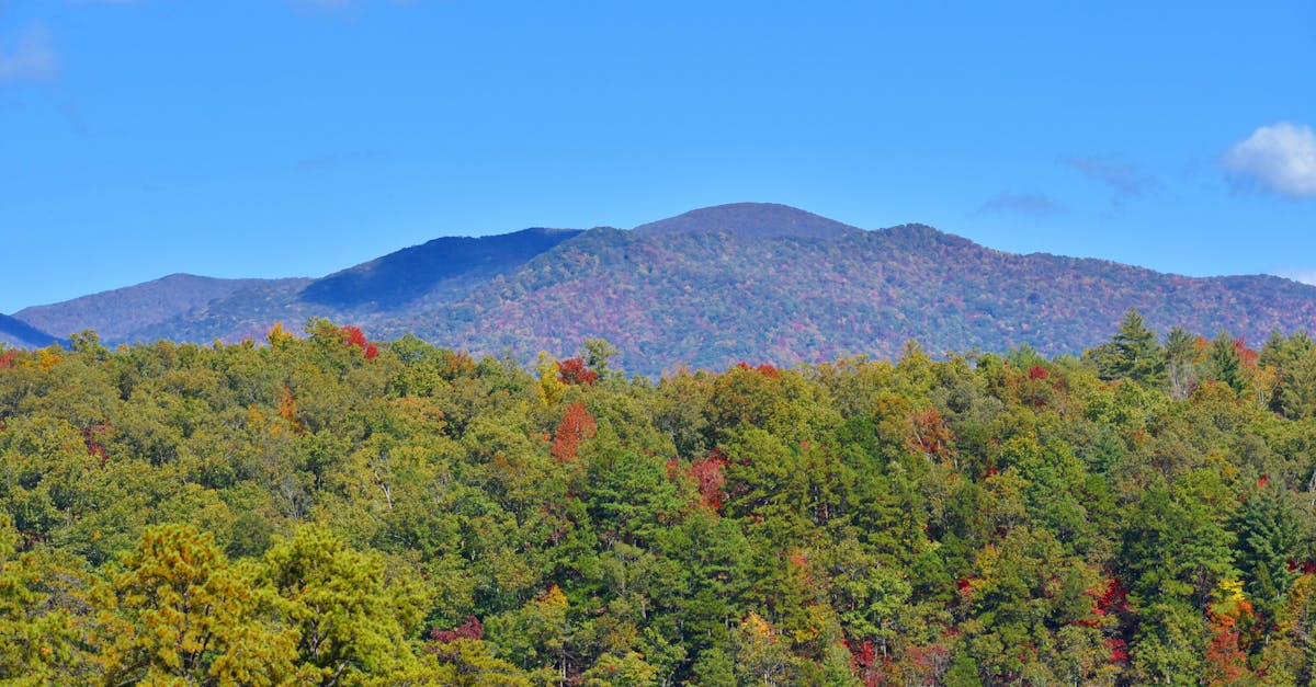 Roundup of Amenities You Should Look For in Pigeon Forge 2 Bedroom Rentals